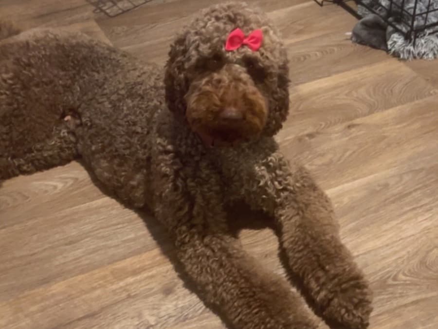 Poodle 2 years old female medium named koko for breeding in Rincon, Georgia | Petmeetly