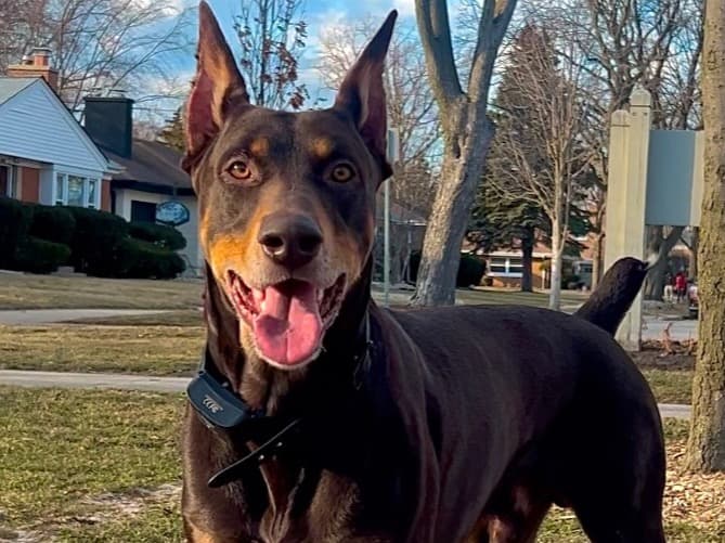 Doberman 2 years old male large named simba for breeding in Skokie, Illinois | Petmeetly