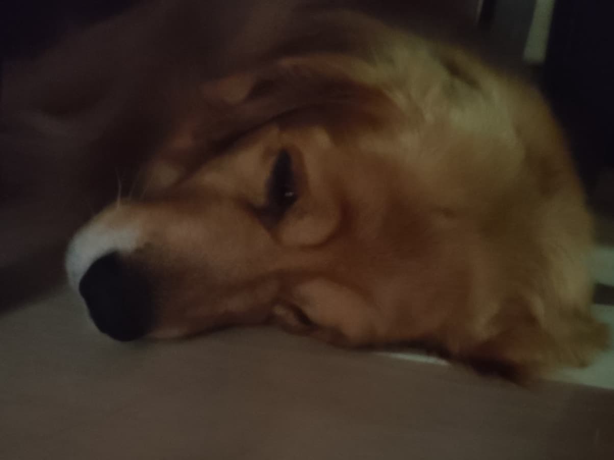 Golden Retriever 5 years 6 months old male large named rocky for breeding in Hyderabad, Telangana | Petmeetly