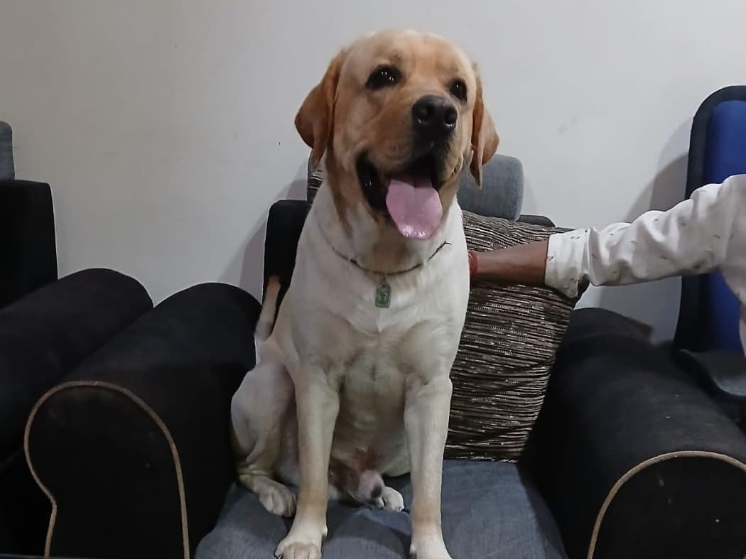 Australian Labrodoodle 2 years 6 months old male medium named arjun for breeding in Hyderabad, Telangana | Petmeetly