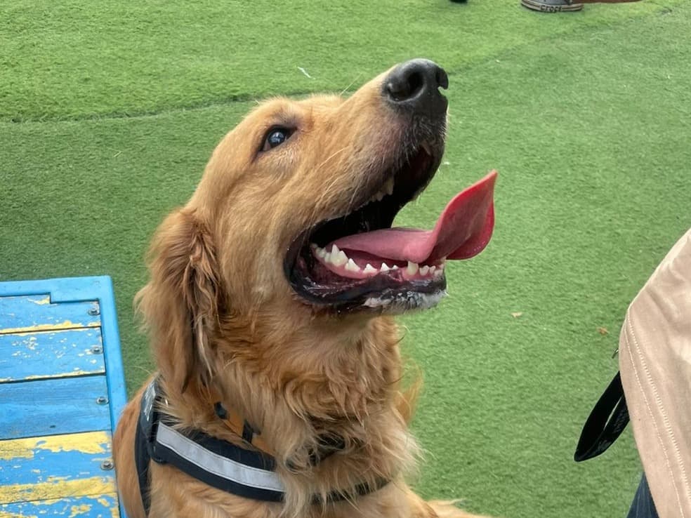 Golden Retriever 3 years old male large named Luca for breeding in Secunderabad, Telangana | Petmeetly