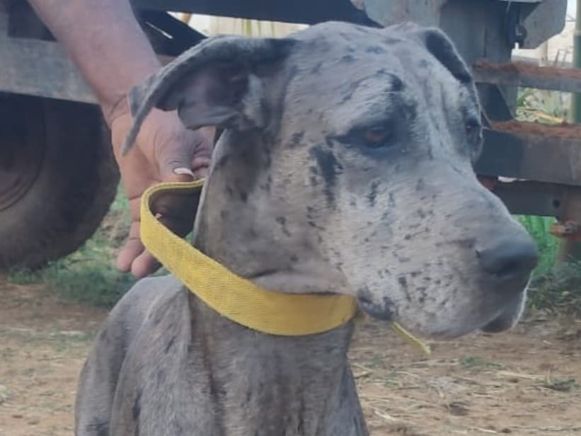 Great Dane 1 year 6 months old female medium named subbi for breeding in Bengaluru, Karnataka | Petmeetly