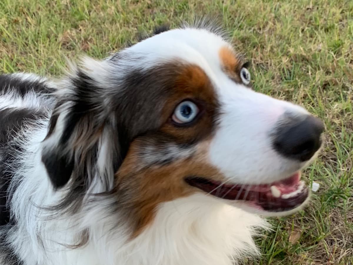 Australian Shepherd 7 years 2 months old male medium named Loki for breeding in Miami, Florida | Petmeetly