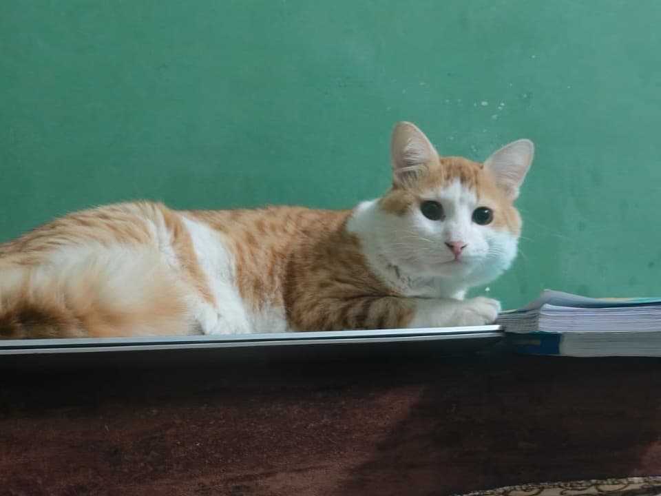 Domestic Shorthair 1 year old male named Newton for breeding in Secunderabad, Telangana | Petmeetly