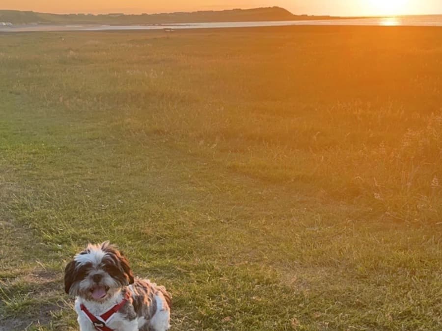 Shih Tzu 3 years 3 months old male small named buck for breeding in Banff, Scotland | Petmeetly