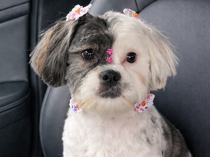 Shih Tzu 1 year 9 months old female small named Nina for breeding in Auburndale, Florida | Petmeetly