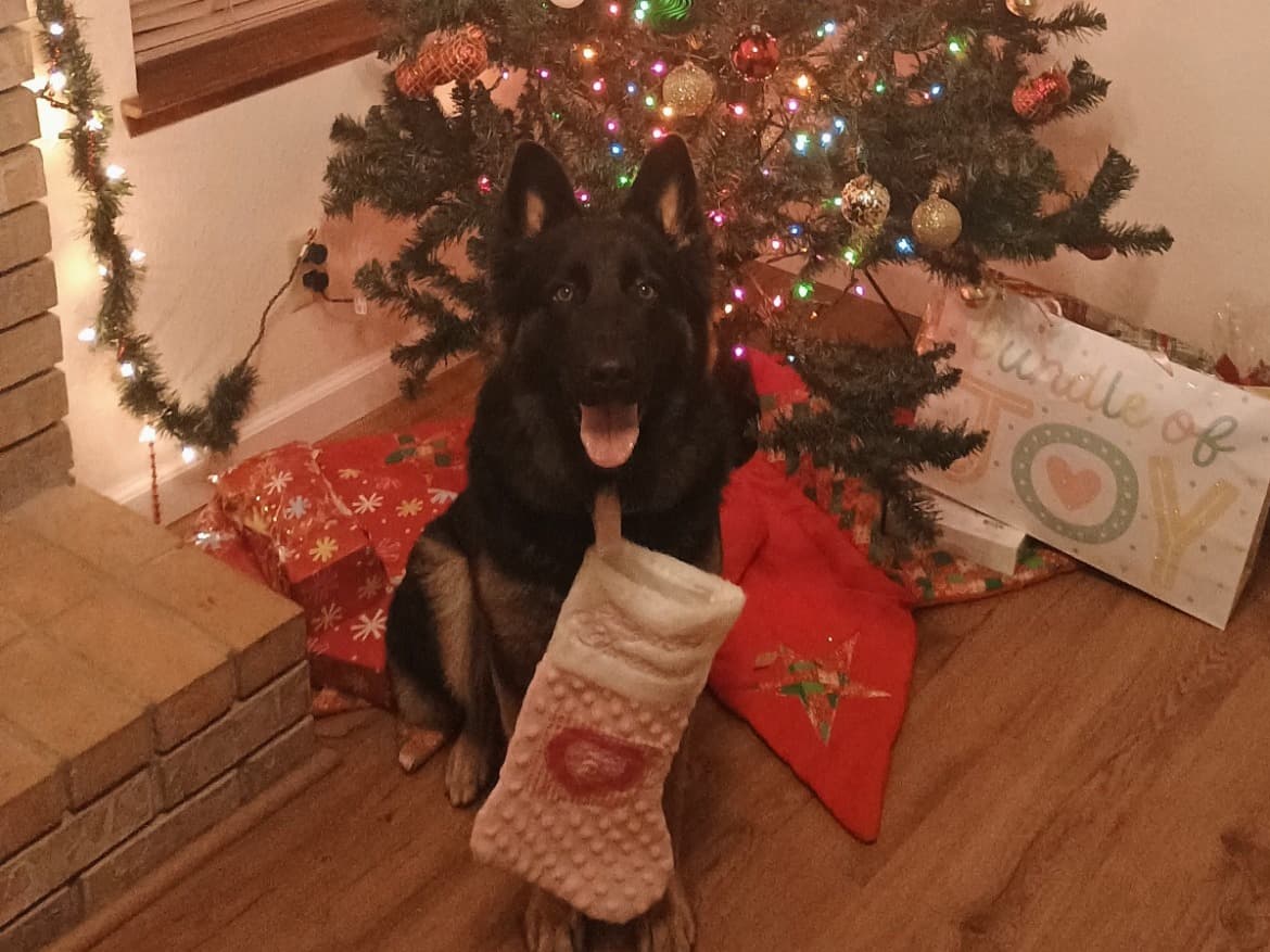 German Shepherd 2 years old female large named Luna for breeding in Hanford, California | Petmeetly