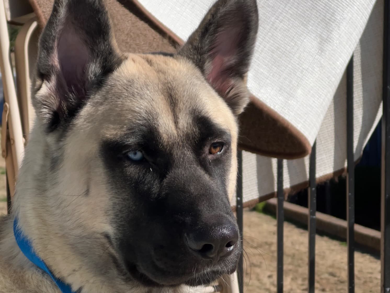 Akita 3 years old male large named Rocky for breeding in Atlanta, Georgia | Petmeetly