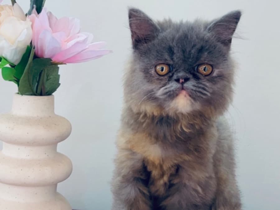 Persian 1 year old female named Aira for breeding in Bengaluru, Karnataka | Petmeetly