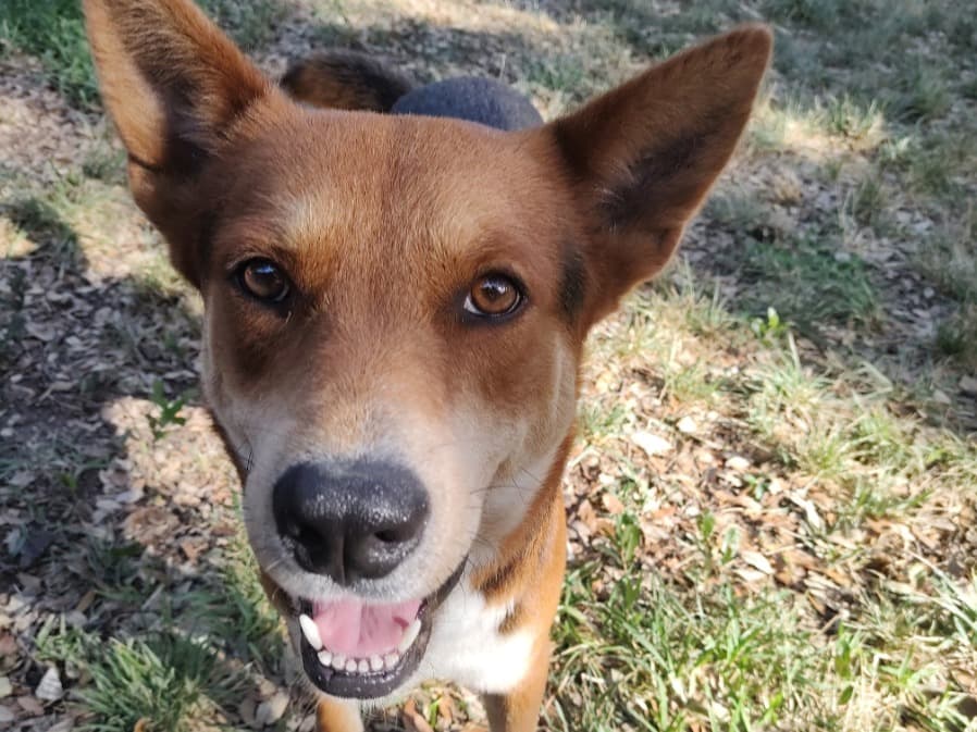 German Shepherd 7 years 2 months old male large named Champ for breeding in San Marcos, Texas | Petmeetly