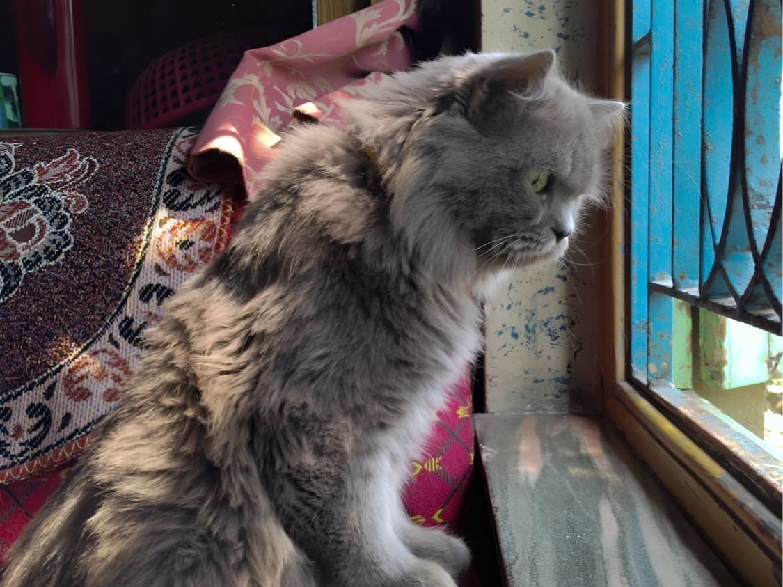 Persian 1 year old male named Simba for breeding in Ghosal Chak, West Bengal | Petmeetly