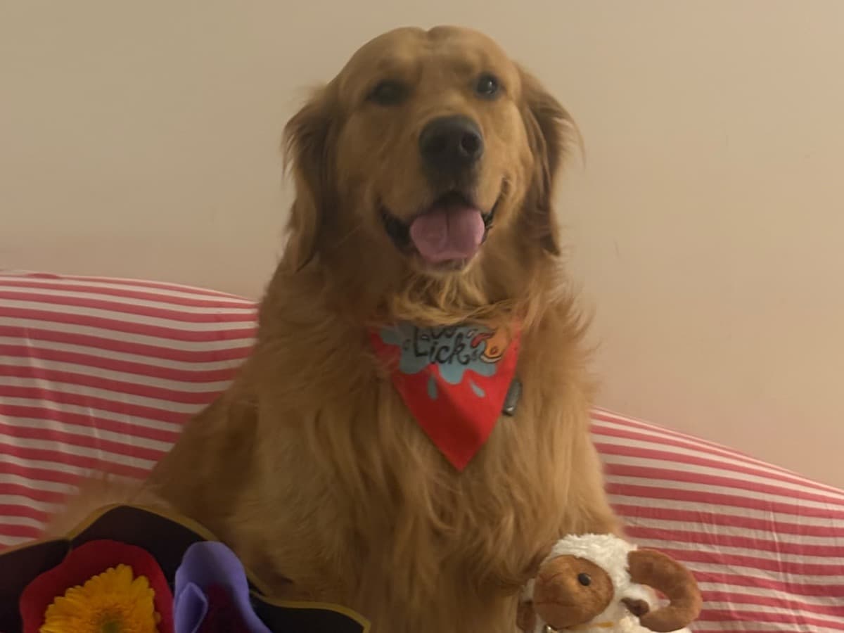 Golden Retriever 4 years old male large named oslo for breeding in Bengaluru, Karnataka | Petmeetly