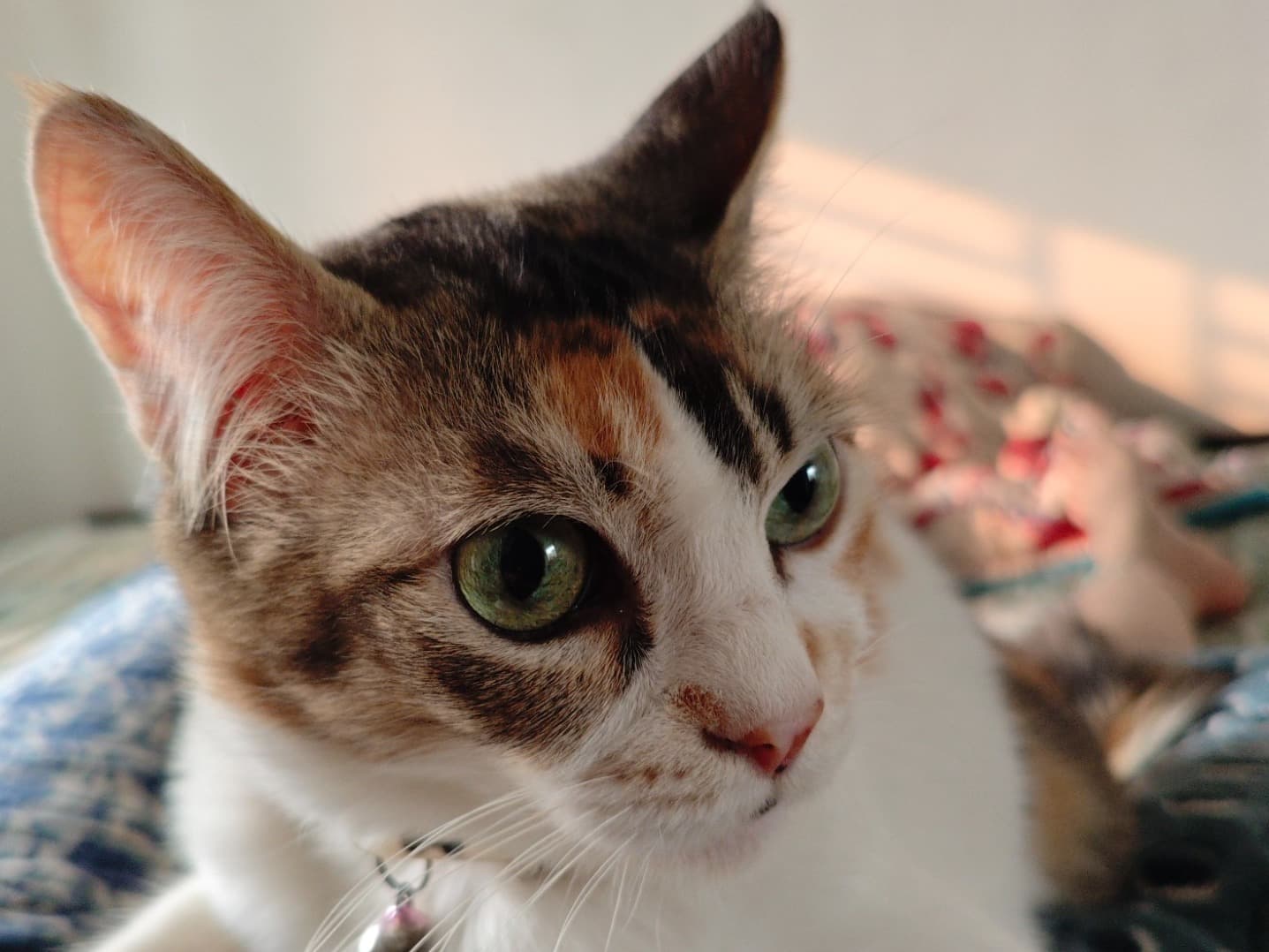 Calico 9 years old female named Tulo for breeding in Kolkata, West Bengal | Petmeetly