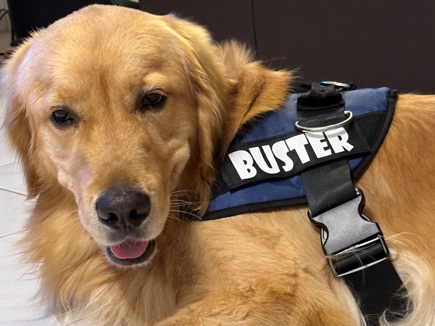 Golden Retriever 4 years 10 months old male large named Buster for breeding in Bengaluru, Karnataka | Petmeetly