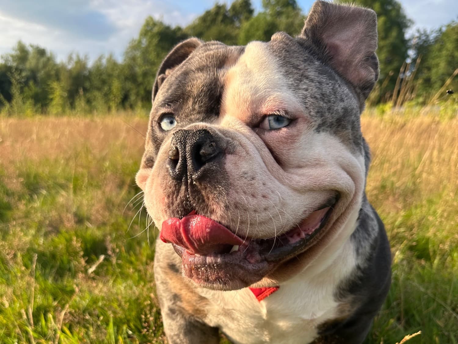 Pocket Bully 1 year 10 months old male medium named Boyo for breeding in Bradford, England | Petmeetly