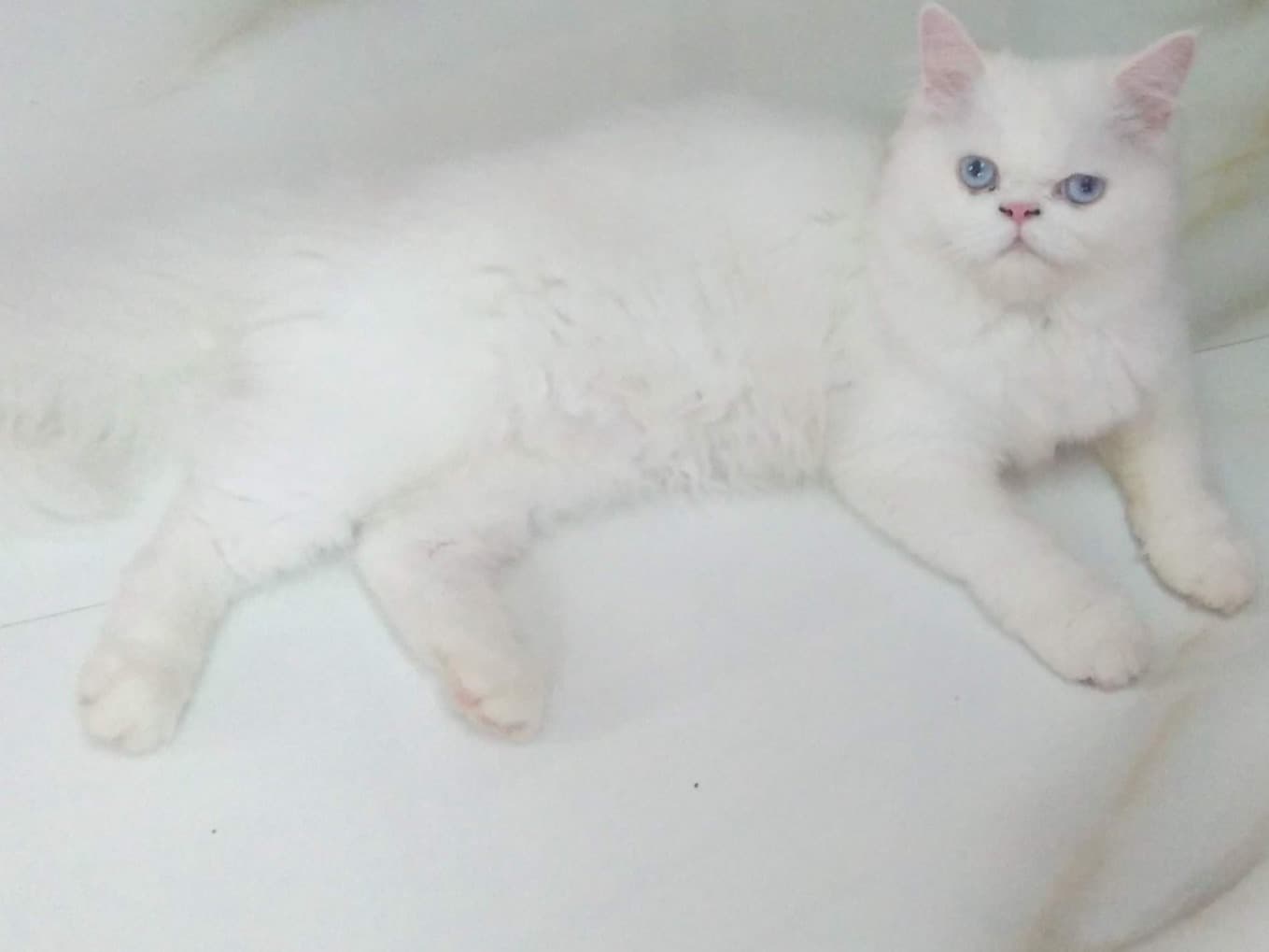 Persian 4 years old female named sana for breeding in Vellore, Tamil Nadu | Petmeetly