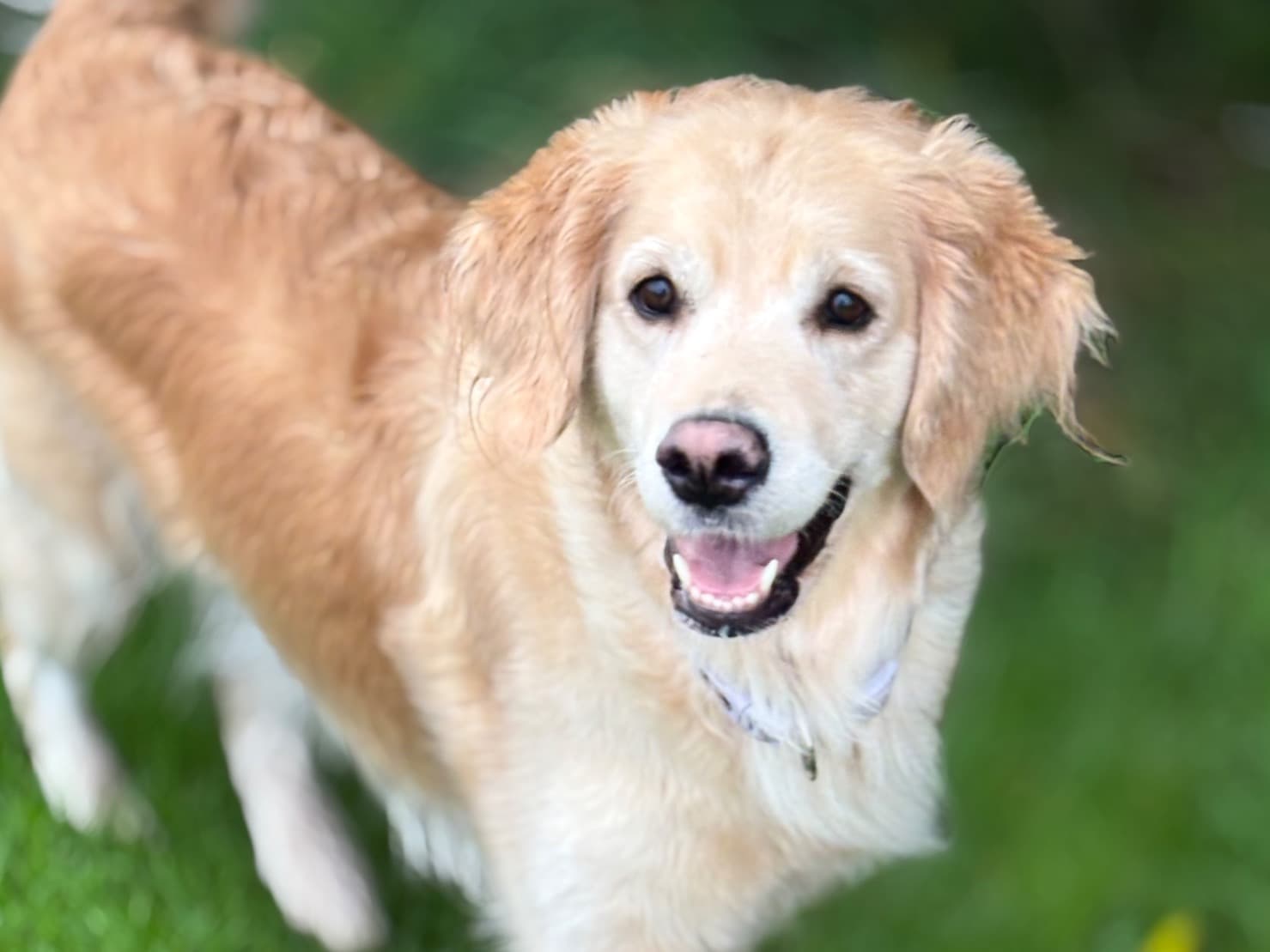 Golden Retriever 3 years 9 months old female large named Gracie for breeding in Paisley, Scotland | Petmeetly