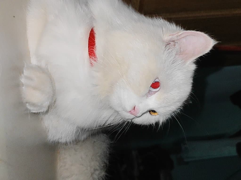 Persian 1 year 1 month old female named cherry for breeding in Pune, Maharashtra | Petmeetly