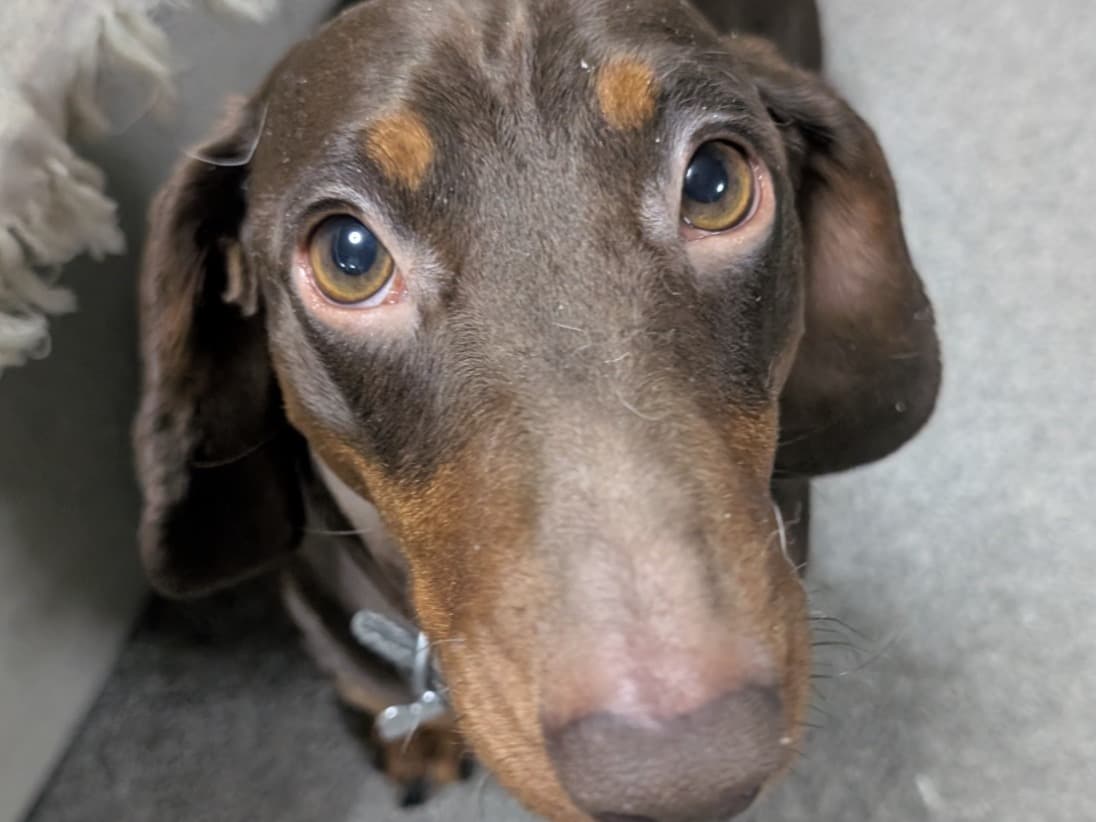 Dachshund 2 years old male small named buddy for breeding in Northampton, England | Petmeetly