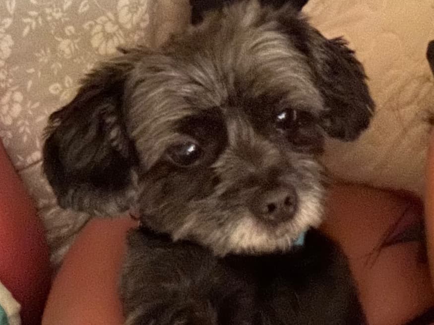 Maltese Shih Tzu 6 years old female small named shadow for breeding in Massapequa, New York | Petmeetly