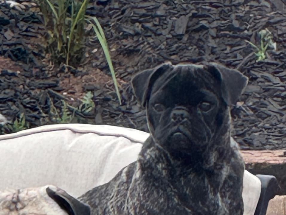 Pug 2 years old female medium named Winnie for breeding in Banning, California | Petmeetly