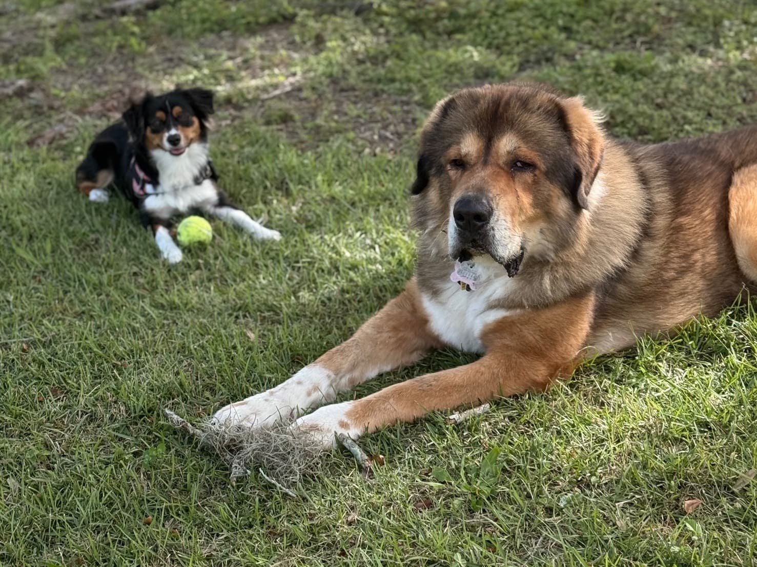 Tibetan Mastiff 2 years old male extra large named Odin for breeding in Inverness, Florida | Petmeetly