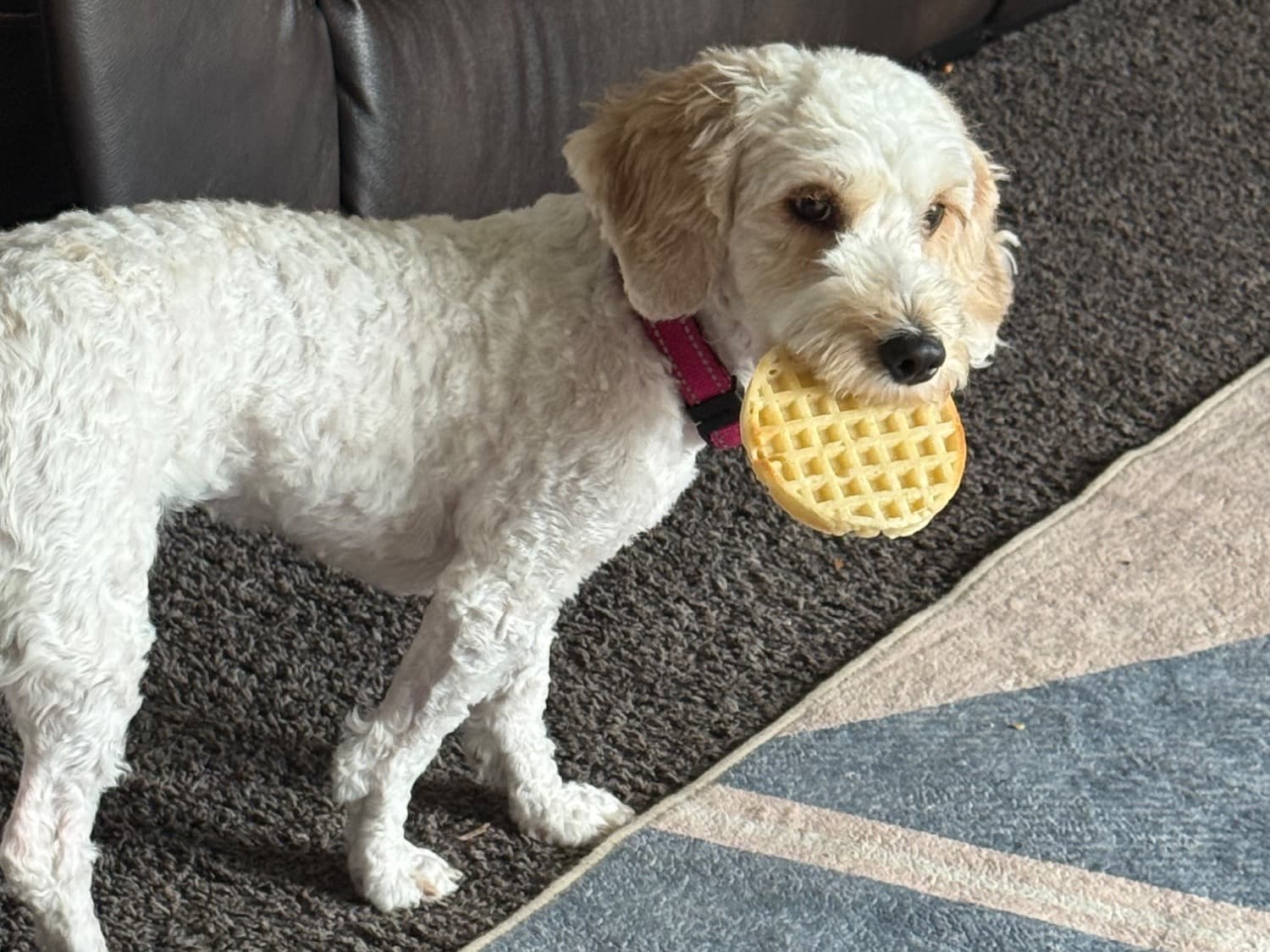 Cockapoo 2 years old female small named Peach for breeding in Evansville, Indiana | Petmeetly