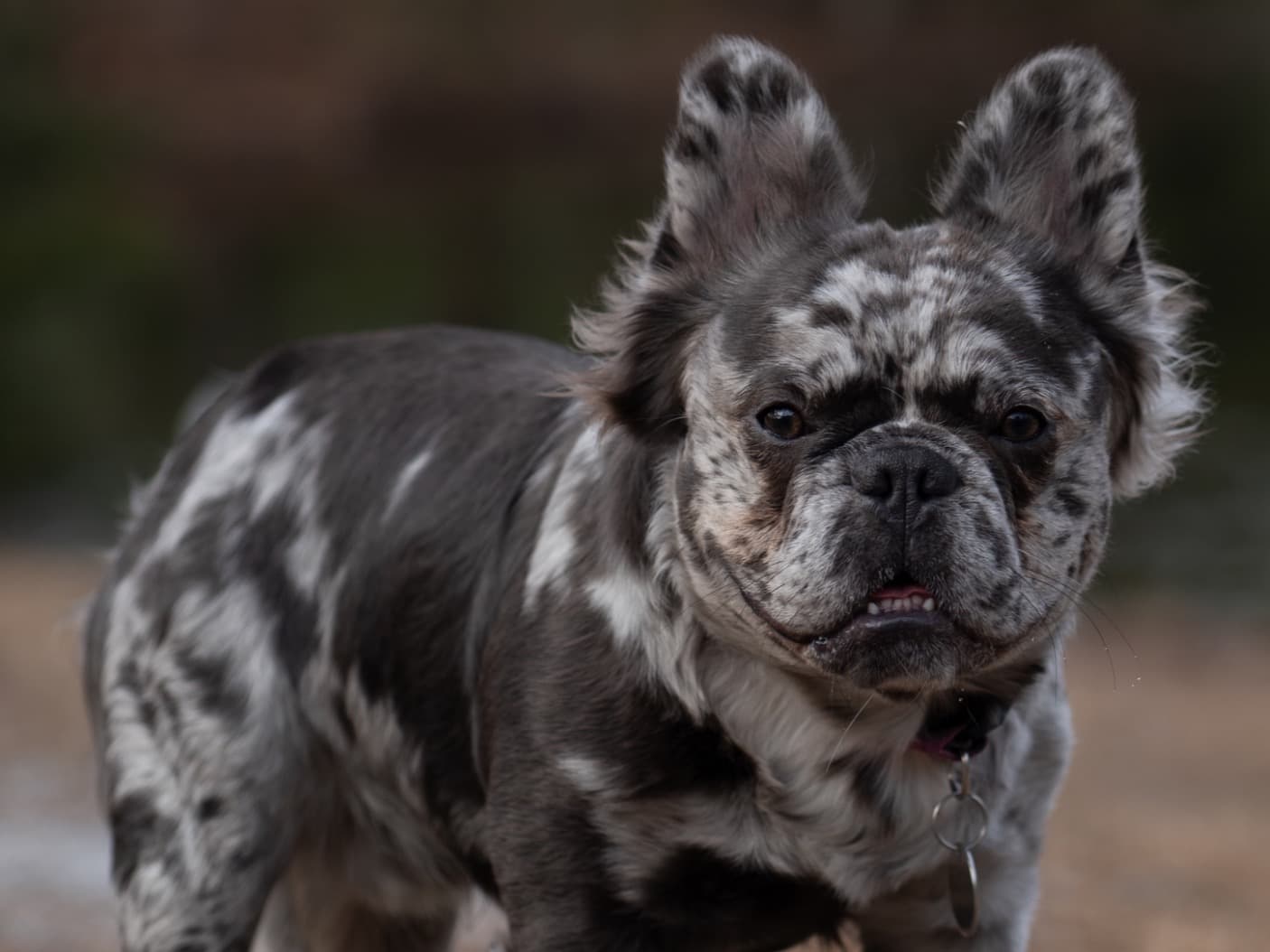 French Bulldog 1 year old male medium named Rio for breeding in Chapin, South Carolina | Petmeetly