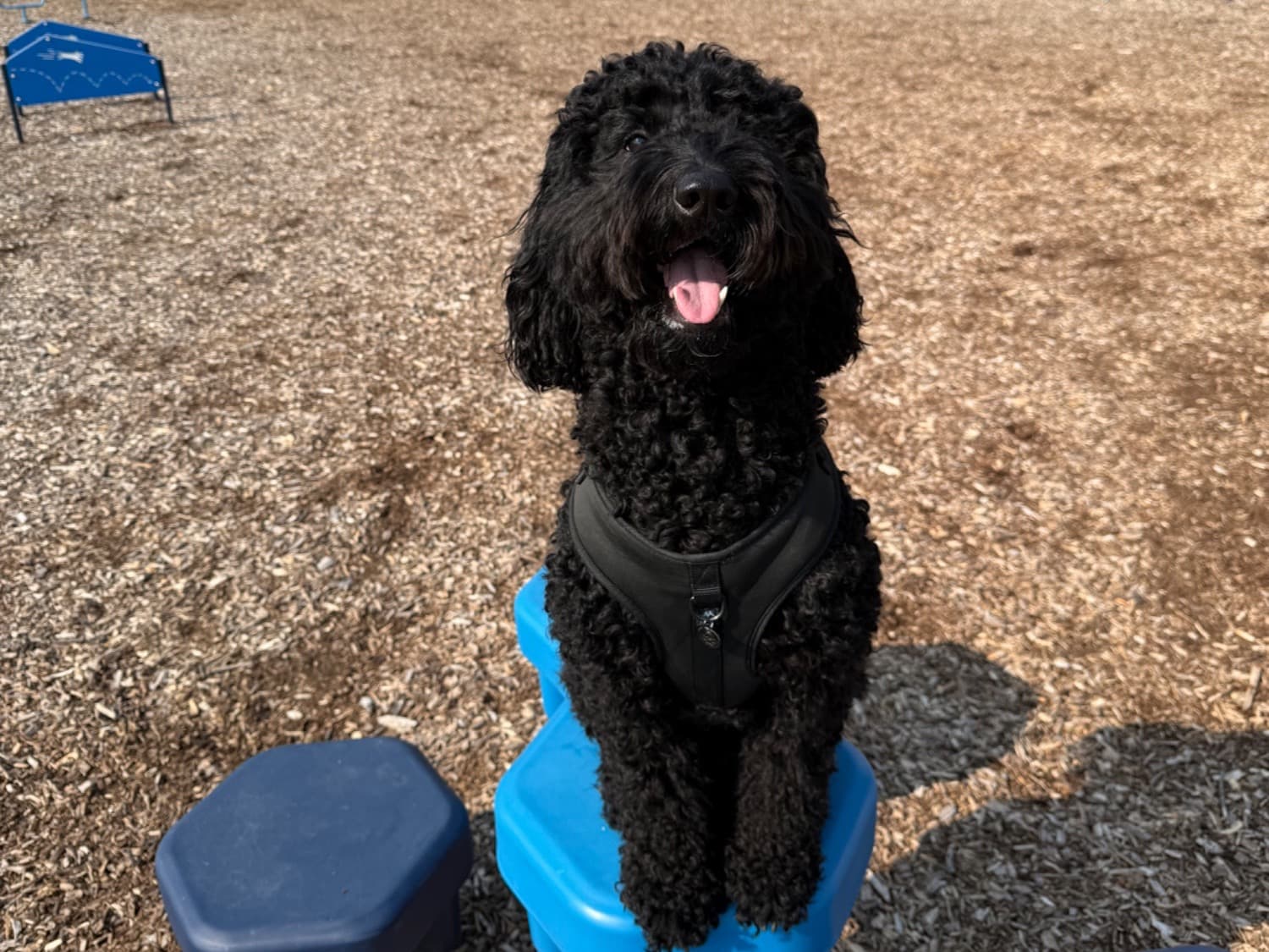 Poodle 2 years old female medium named Bonnie for breeding in Palatine, Illinois | Petmeetly