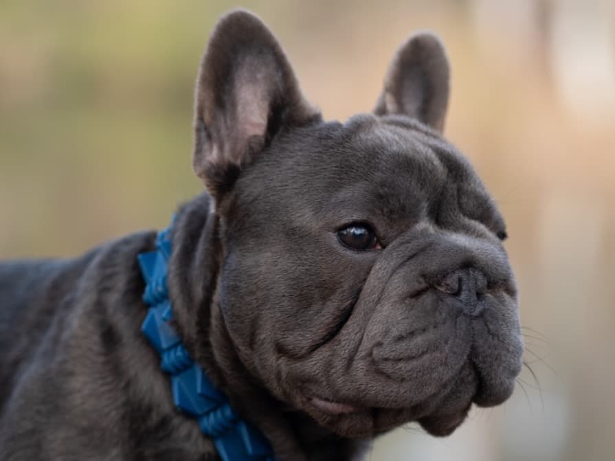 French Bulldog 1 year old male small named stormy for breeding in Chapin, South Carolina | Petmeetly