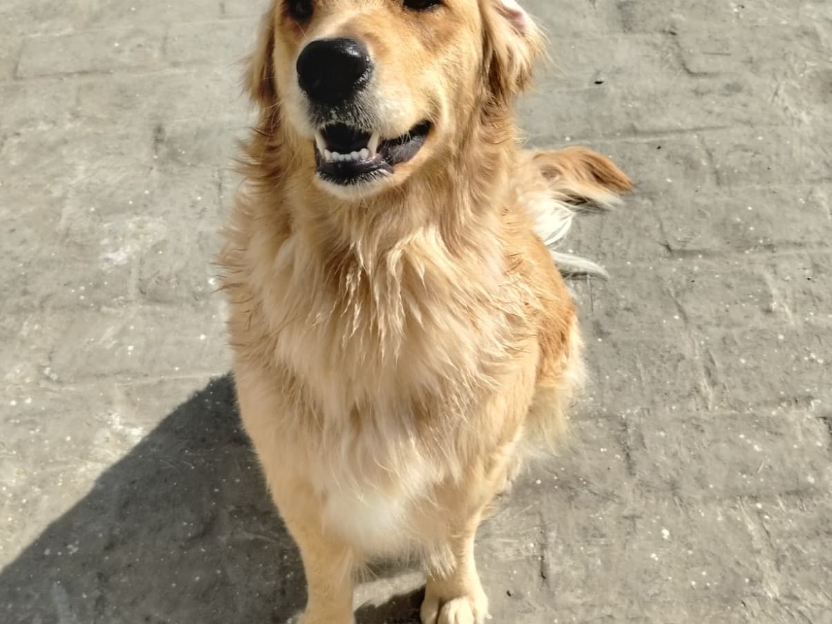 Golden Retriever 1 year 10 months old female medium named Cherrie for breeding in Bengaluru, Karnataka | Petmeetly
