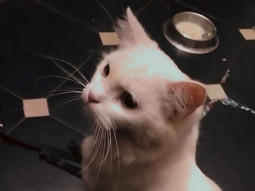 Persian 1 year 3 months old female named Snowy for breeding in Visakhapatnam, Andhra Pradesh | Petmeetly