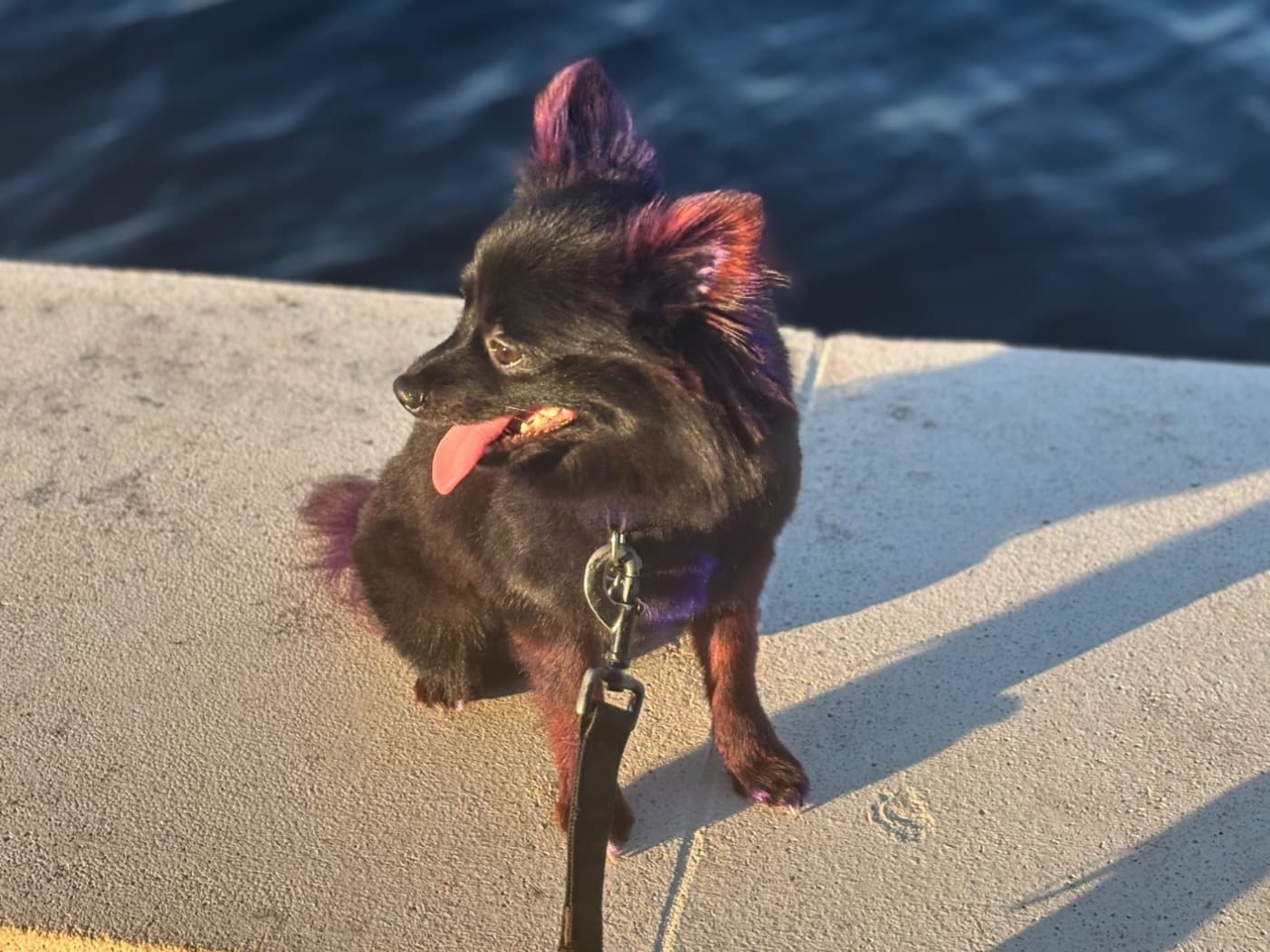 Pomeranian 1 year 3 months old female small named KoKo Chanel for breeding in Sanford, Florida | Petmeetly