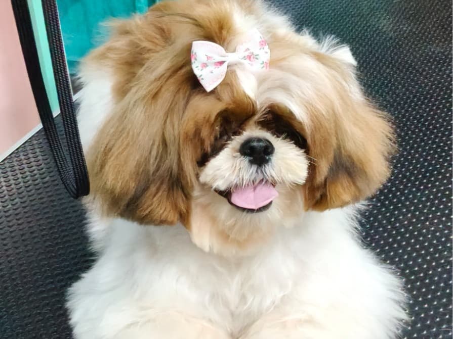 Shih Tzu 1 year 3 months old female medium named RANI QUNNEY for breeding in Bengaluru, Karnataka | Petmeetly