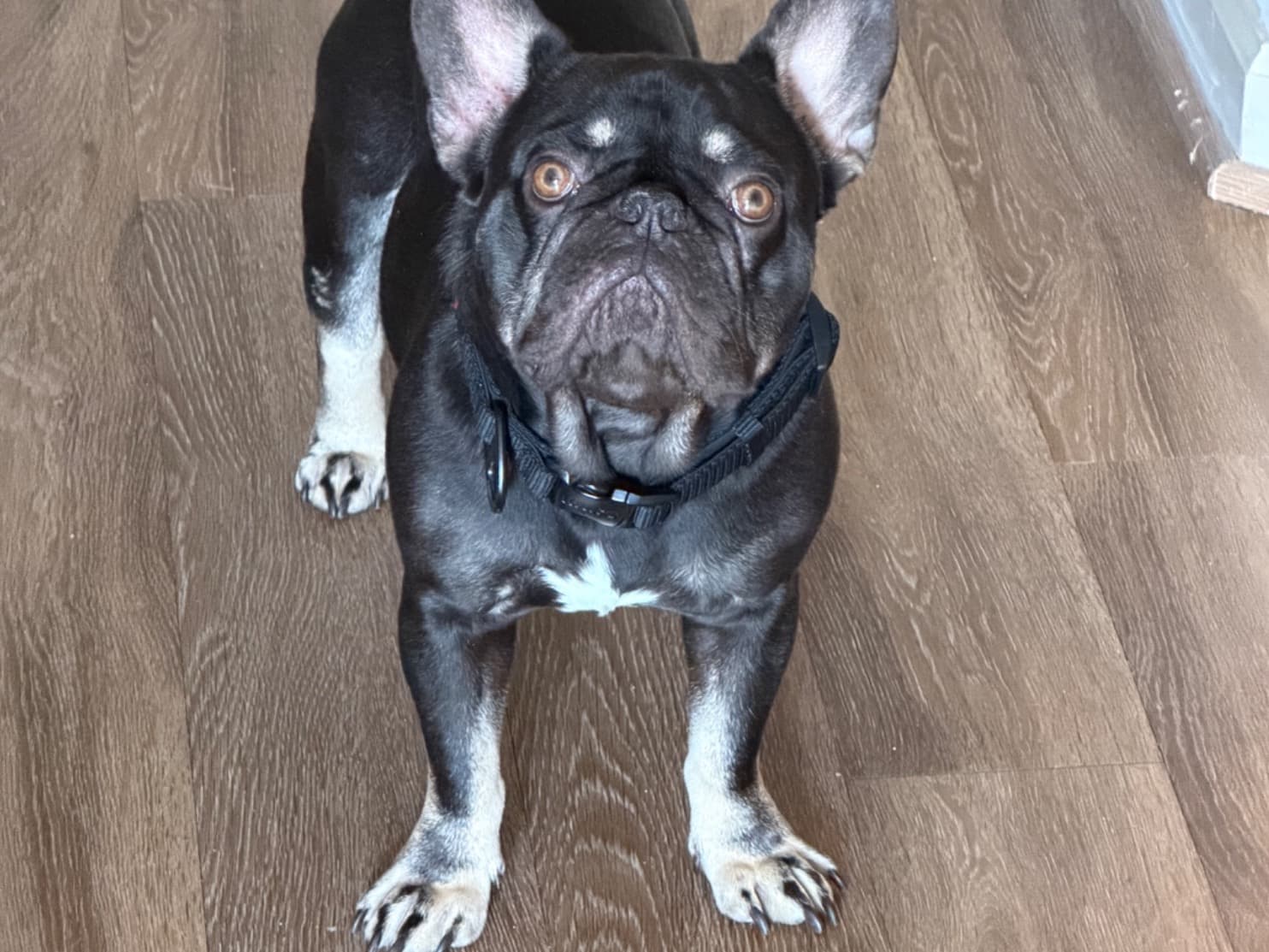 French Bulldog 1 year 8 months old male small named Pluto for breeding in Atlanta, Georgia | Petmeetly