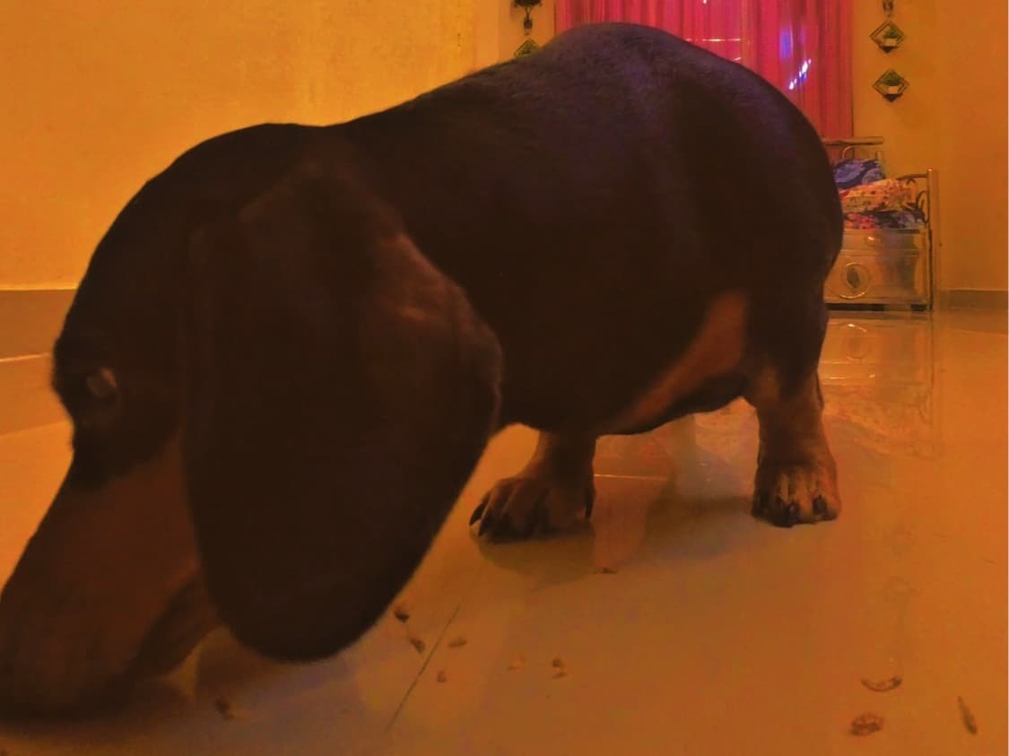 Dachshund 4 years 3 months old female large named Bhanu for breeding in डोंबिवली, महाराष्ट्र | Petmeetly