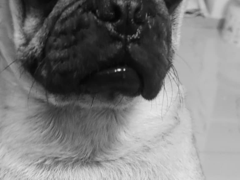 Pug 5 years old male medium named peg for breeding in Hyderabad, Telangana | Petmeetly