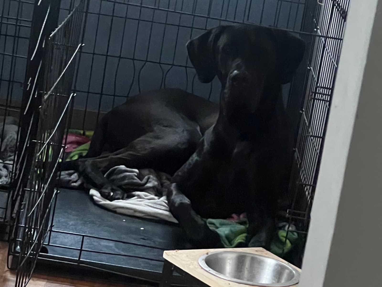 Great Dane 3 years 7 months old male extra large named Duke for breeding in Wyoming, Michigan | Petmeetly