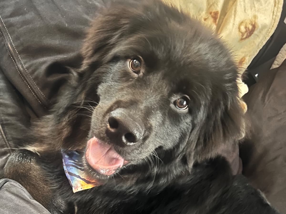 Newfoundland 1 year 5 months old male extra large named Grizzly for breeding in Wyoming, Michigan | Petmeetly