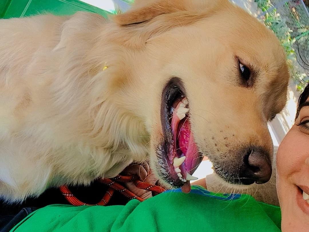 Golden Retriever 1 year 3 months old male large named Oreo for breeding in Gurugram, Haryana | Petmeetly