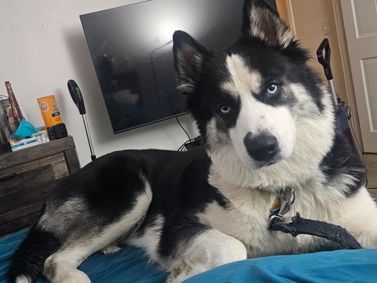 Siberian Husky 2 years 4 months old female medium named Zara for breeding in Taunton, Massachusetts | Petmeetly