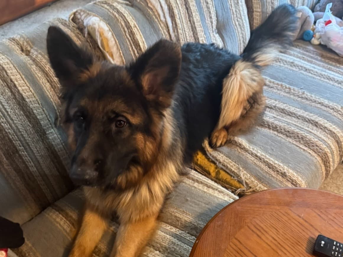 German Shepherd 1 year 10 months old male large named Percy for breeding in Bellevue, Nebraska | Petmeetly