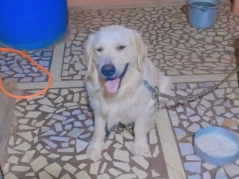 Golden Retriever 2 years old male large named Jacky for breeding in Madurai, Tamil Nadu | Petmeetly