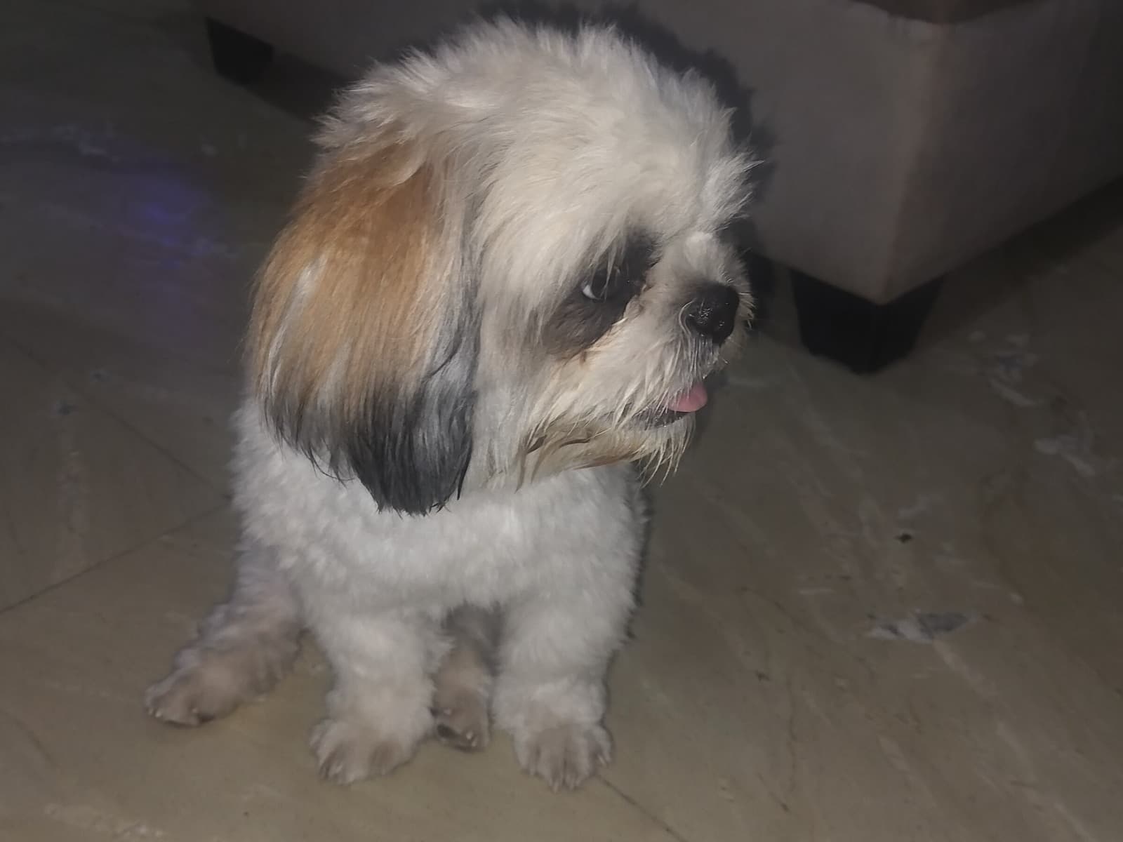 Shih Tzu 1 year old male small named Leo for breeding in Ghaziabad, Uttar Pradesh | Petmeetly
