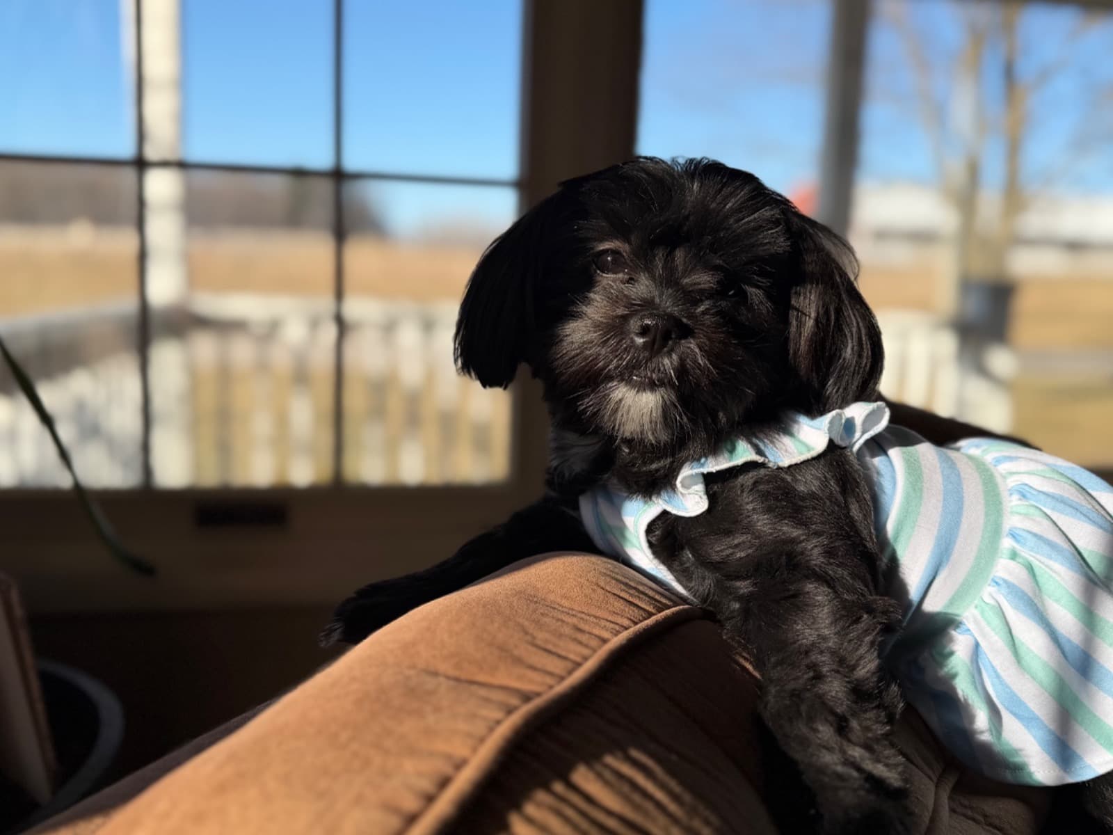 Shih Tzu 1 year old female small named Mia for breeding in Twelve Mile, Indiana | Petmeetly