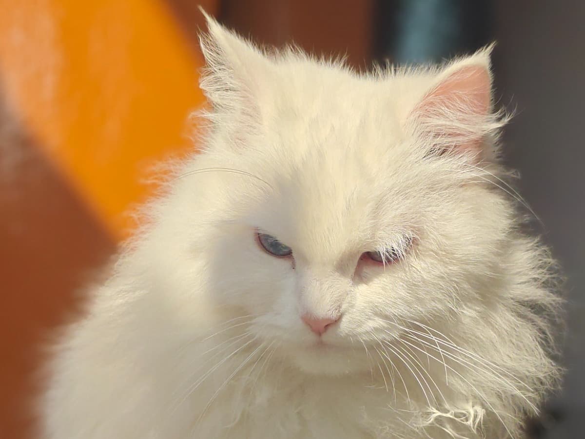 Persian 1 year old female named Oreo for breeding in Kolkata, West Bengal | Petmeetly