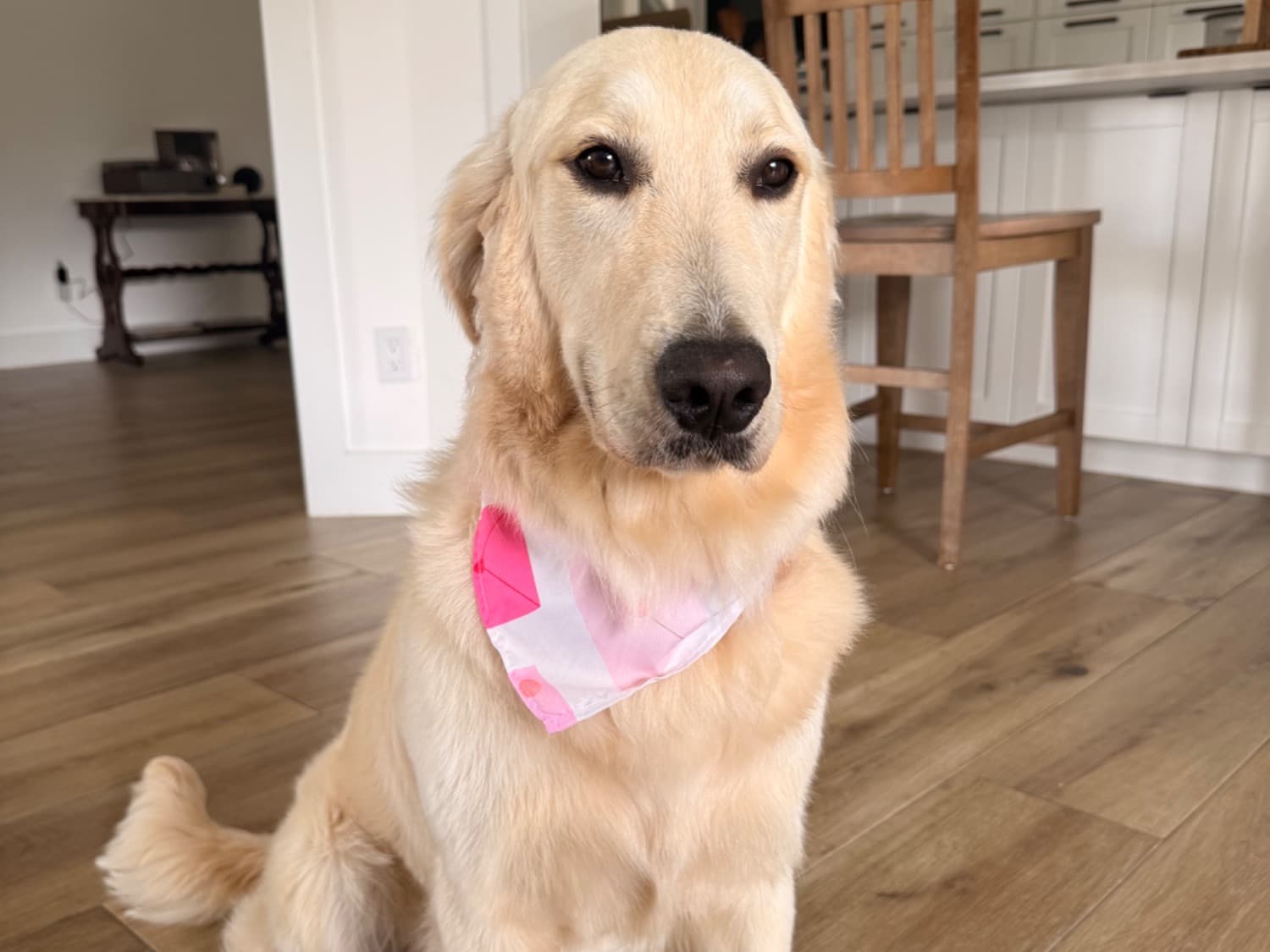 Golden Retriever 1 year old female large named Georgi for breeding in Naples, Florida | Petmeetly