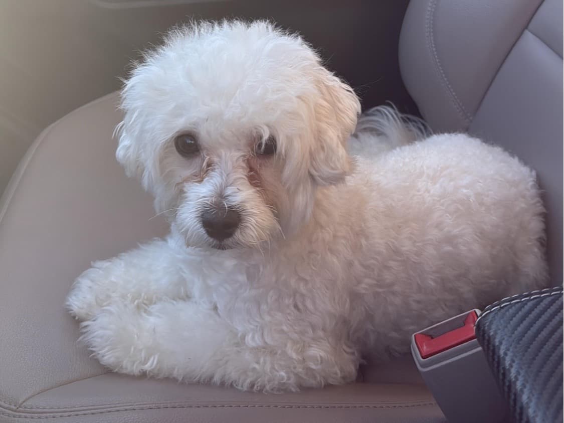 Maltipoo 2 years 5 months old male small named sky for breeding in Palmetto, Florida | Petmeetly