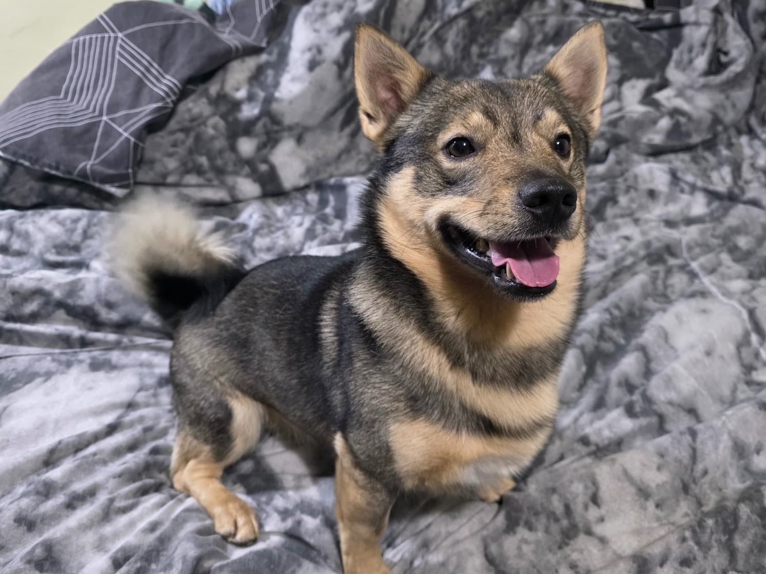 Swedish Vallhund 2 years 3 months old male medium named wolfie for breeding in Hadlow, England | Petmeetly