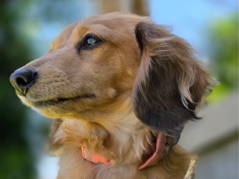 Dachshund 6 years old female small named Opal for breeding in Hays, Kansas | Petmeetly
